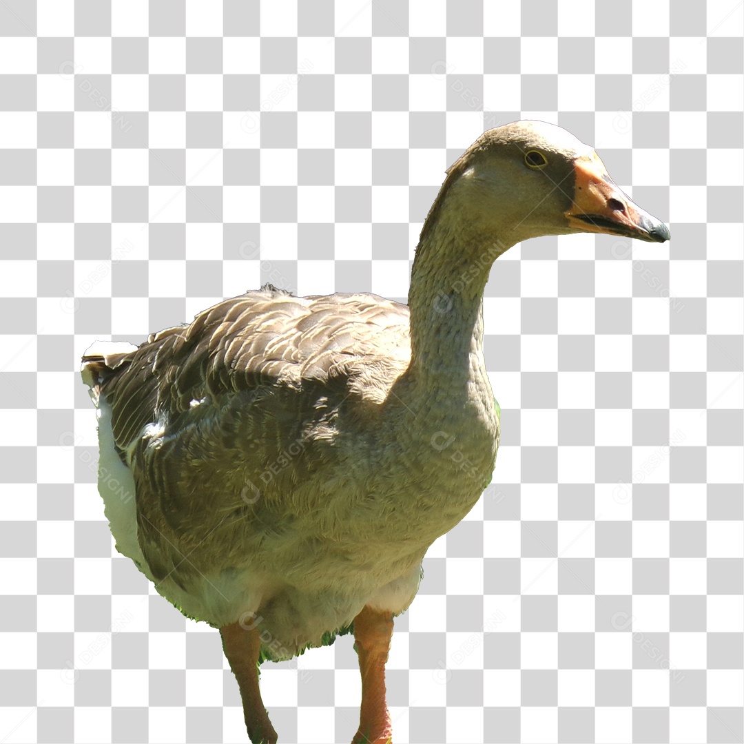 Ganso PNG Transparente