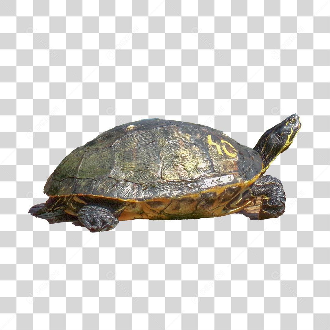 Tartaruga PNG Transparente