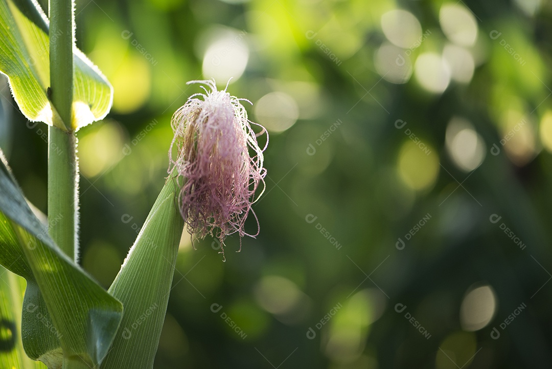 Talo de milho e milharal ao fundo