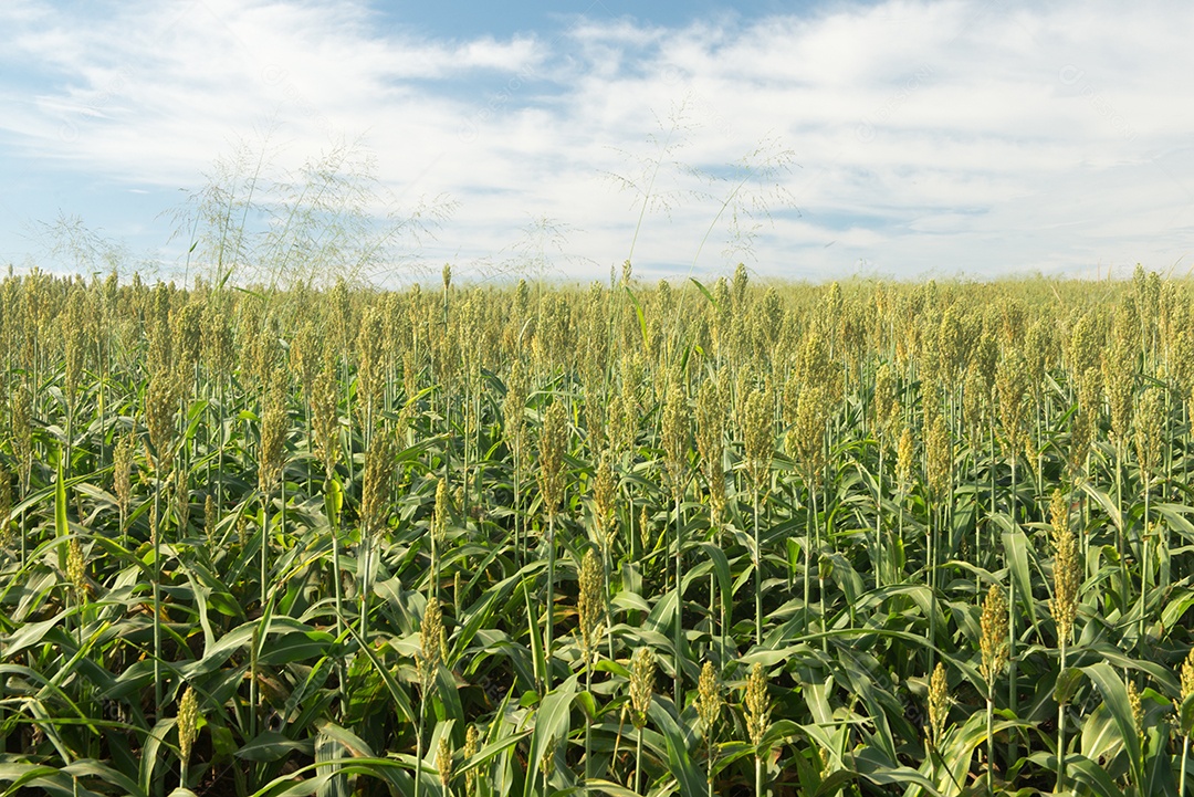 Plantando sorgo em uma manhã ensolarada