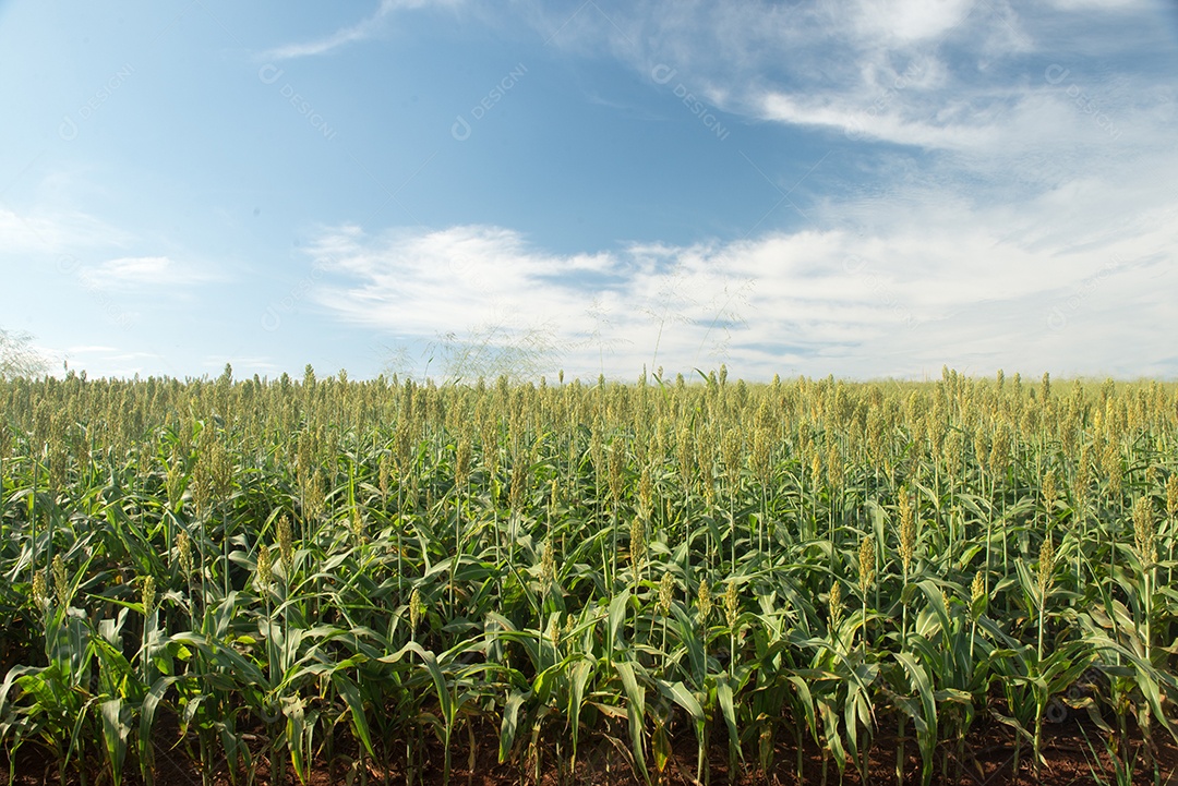Plantando sorgo em uma manhã ensolarada