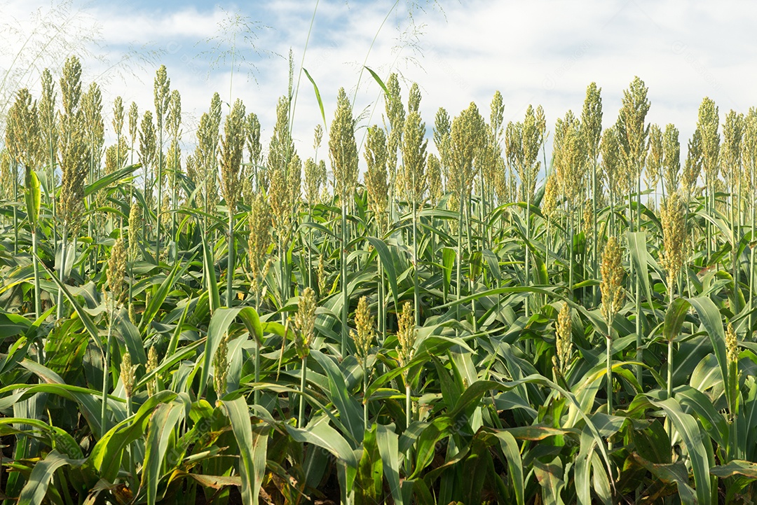 Plantando sorgo em uma manhã ensolarada