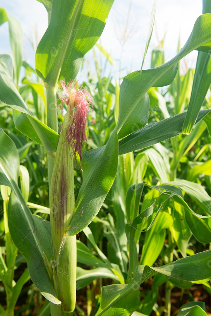 Plantação de milho em uma manhã ensolarada