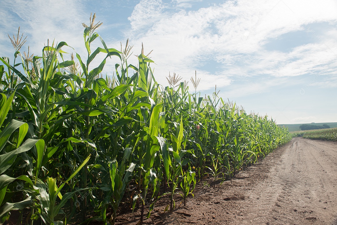 Plantação de milho em uma manhã ensolarada