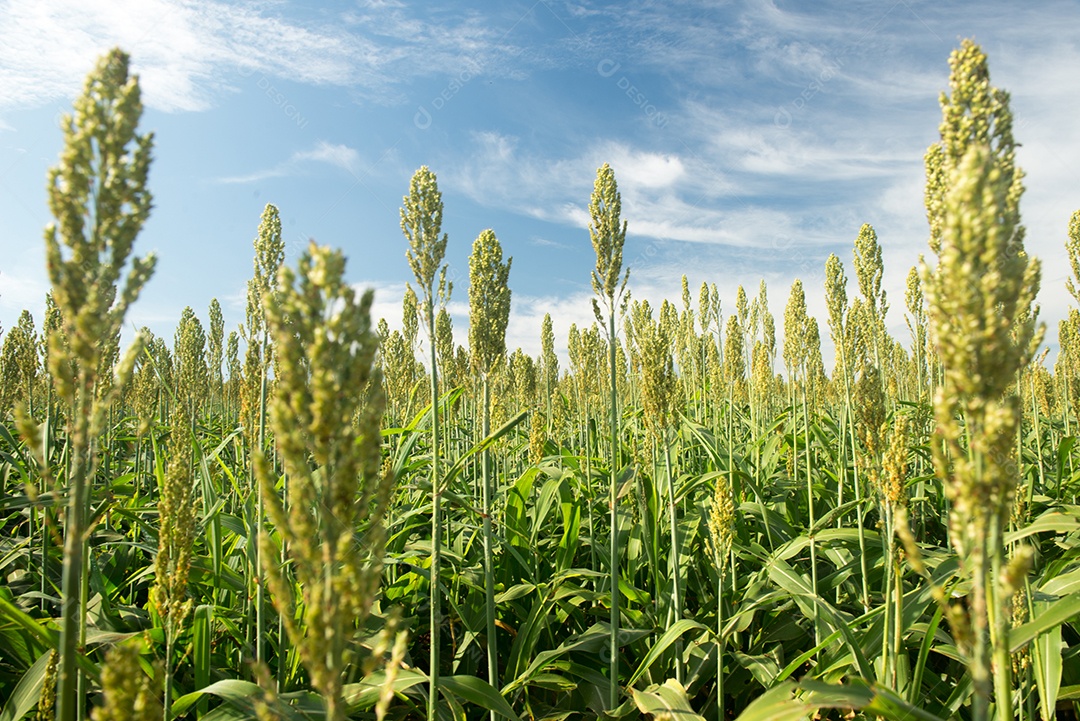 Plantando sorgo em uma manhã ensolarada