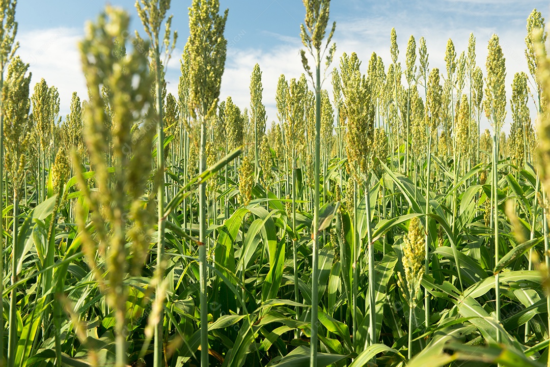 Plantando sorgo em uma manhã ensolarada