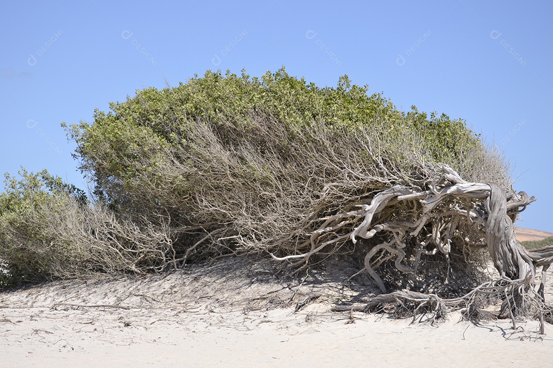 Árvore deformada pela ação do vento na praia de Jericoacoara.