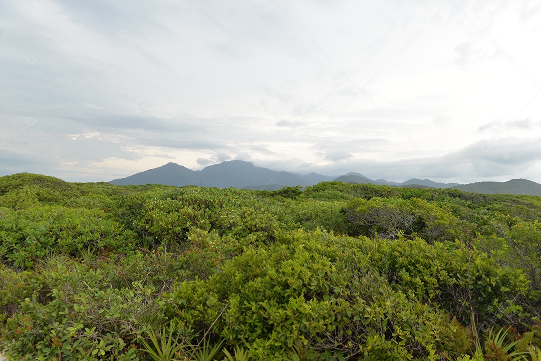 Vegetação e montanhas ao fundo na ilha do Cardoso