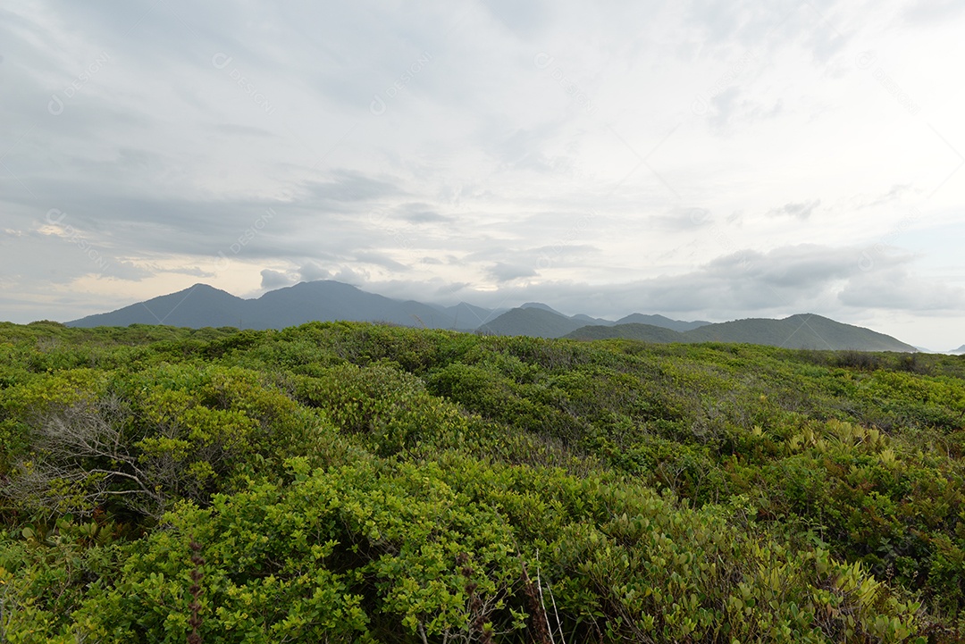 Vegetação e montanhas ao fundo na ilha do Cardoso