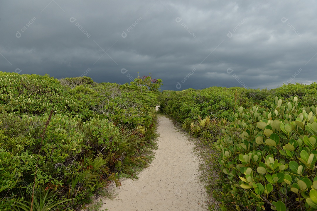 Trilha de areia no meio da vegetação litorânea e nuvens de chuva