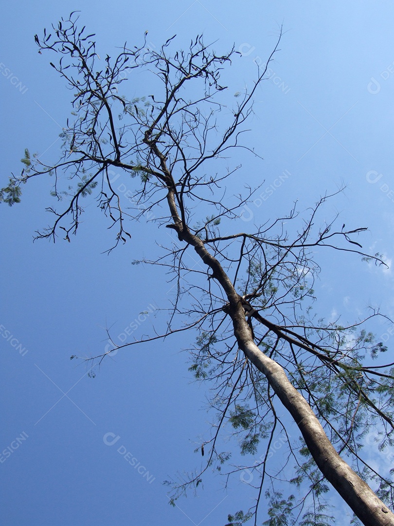 Detalhe de uma árvore com céu azul ao fundo