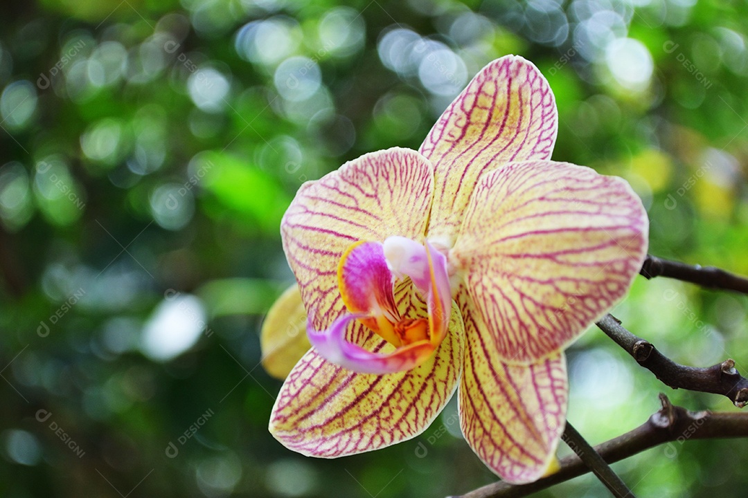 Bela orquídea em fundo verde