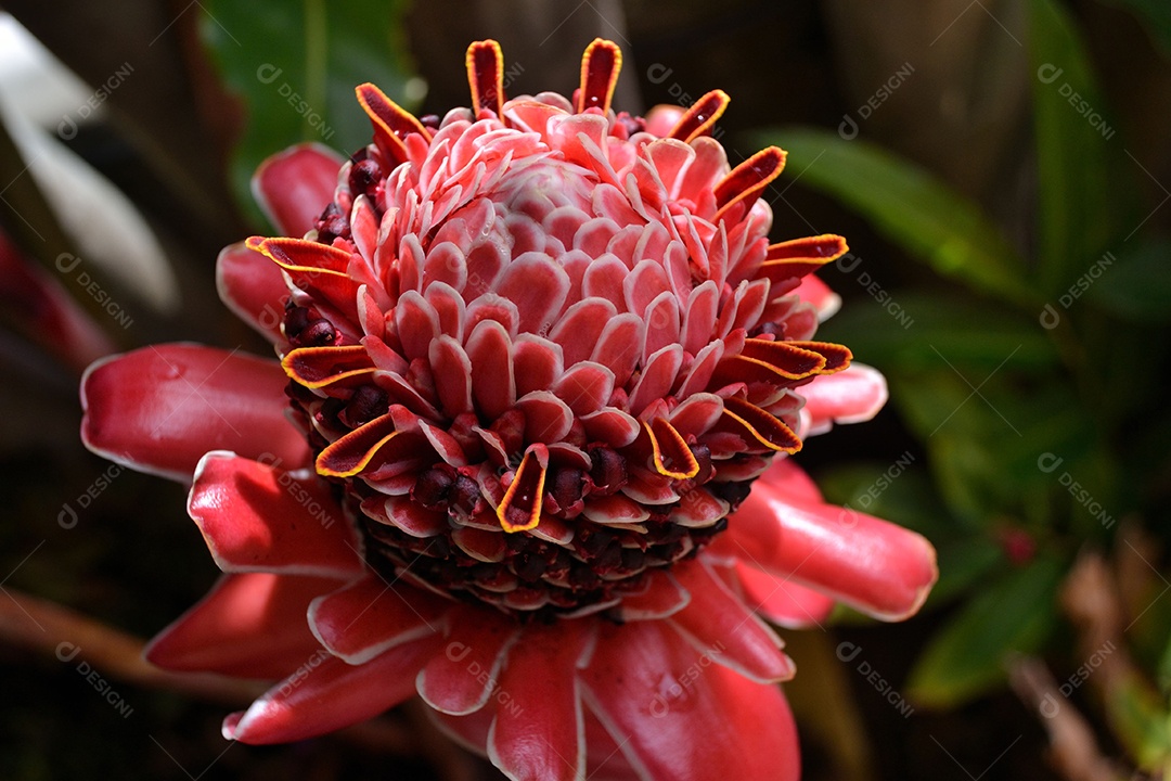 Flor vermelha de etlingera elatior, conhecida como bastão do imperador