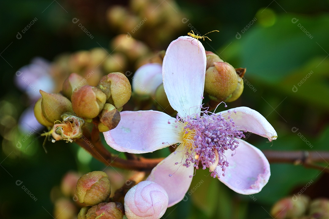 Linda flor de urucum com insetos