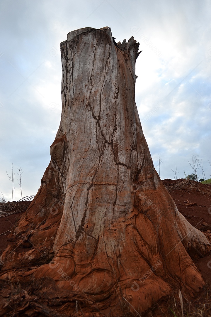 Tronco de árvore cortado com fundo do céu