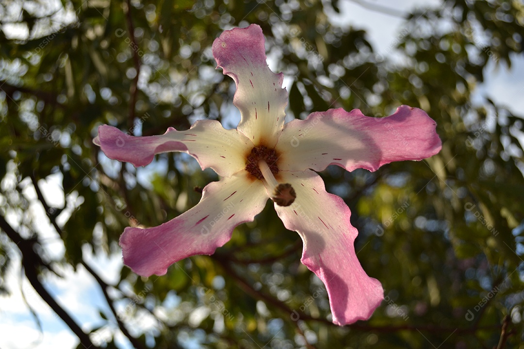 Linda flor de árvore conhecida como paineira