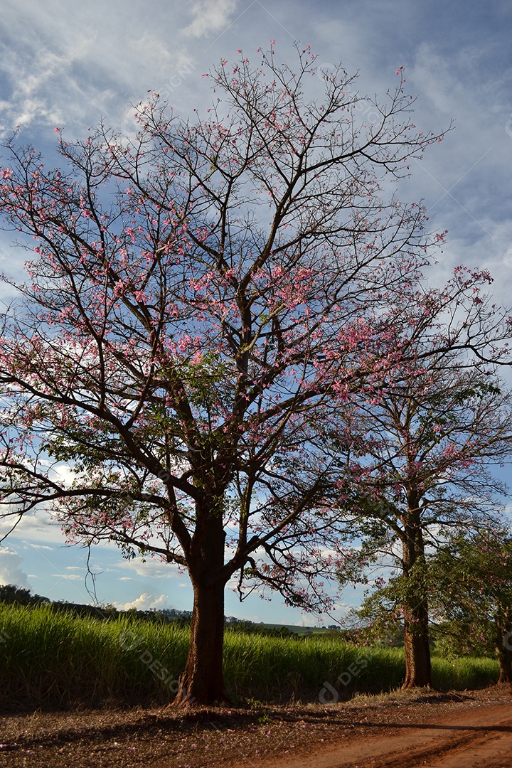Árvores conhecidas como paineira em estrada de terra