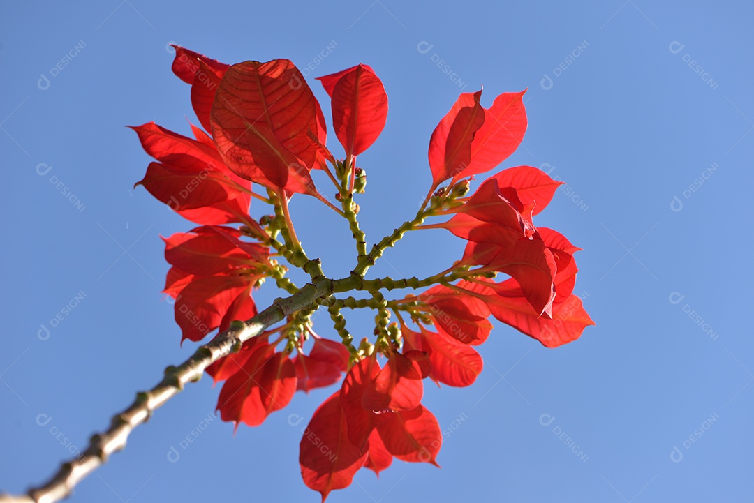 Galho de árvore com flor vermelha no céu azul