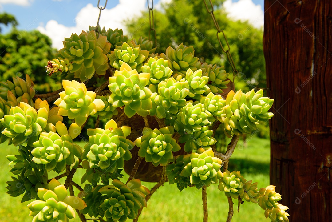 Planta suculenta ao sol