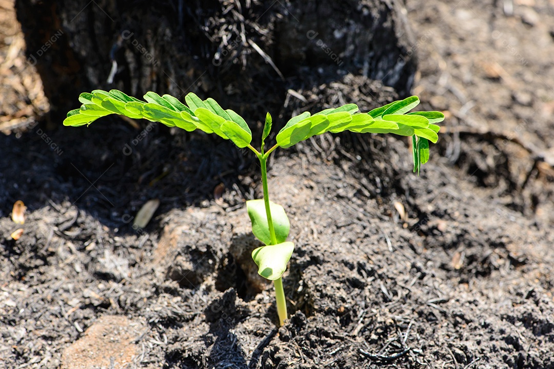 Broto de árvore subindo no meio das cinzas