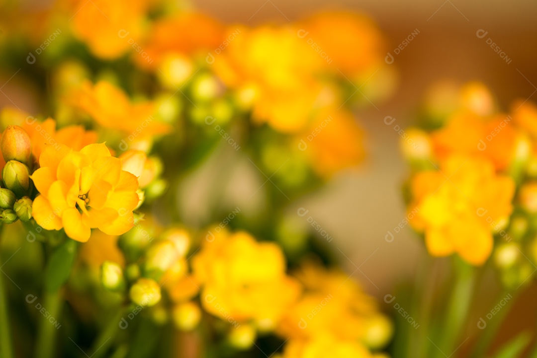 Pequenas flores amarelas em um jardim