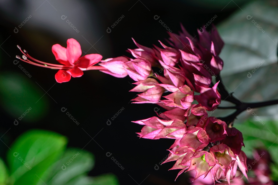 Planta conhecida como lágrima de cristo