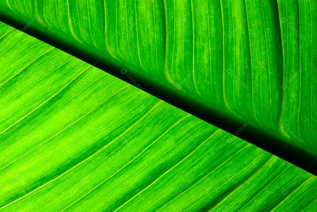 Folha de lírio da paz com luz