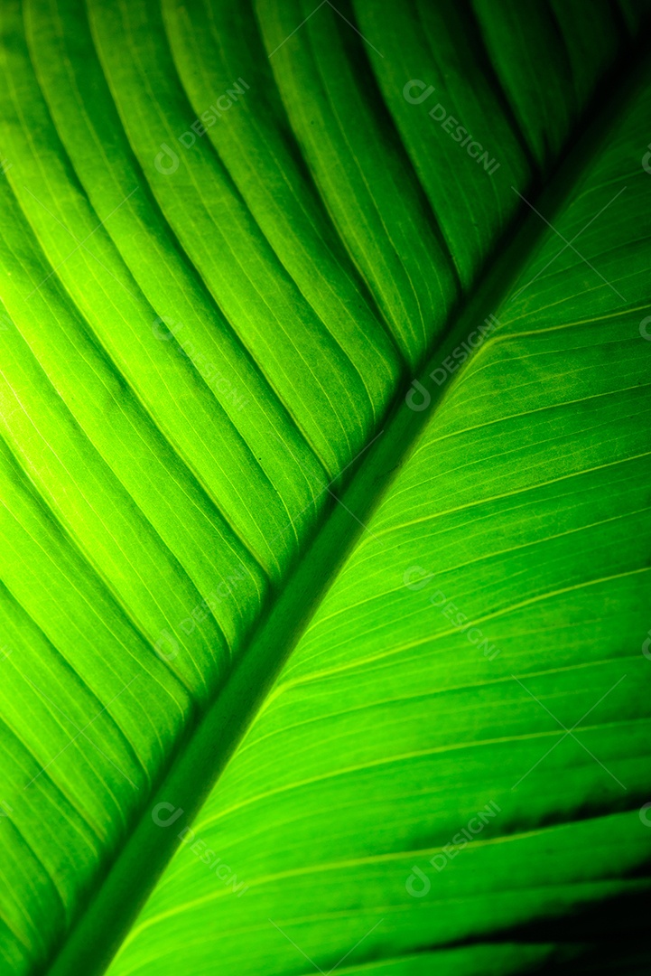 Folha de lírio da paz com luz