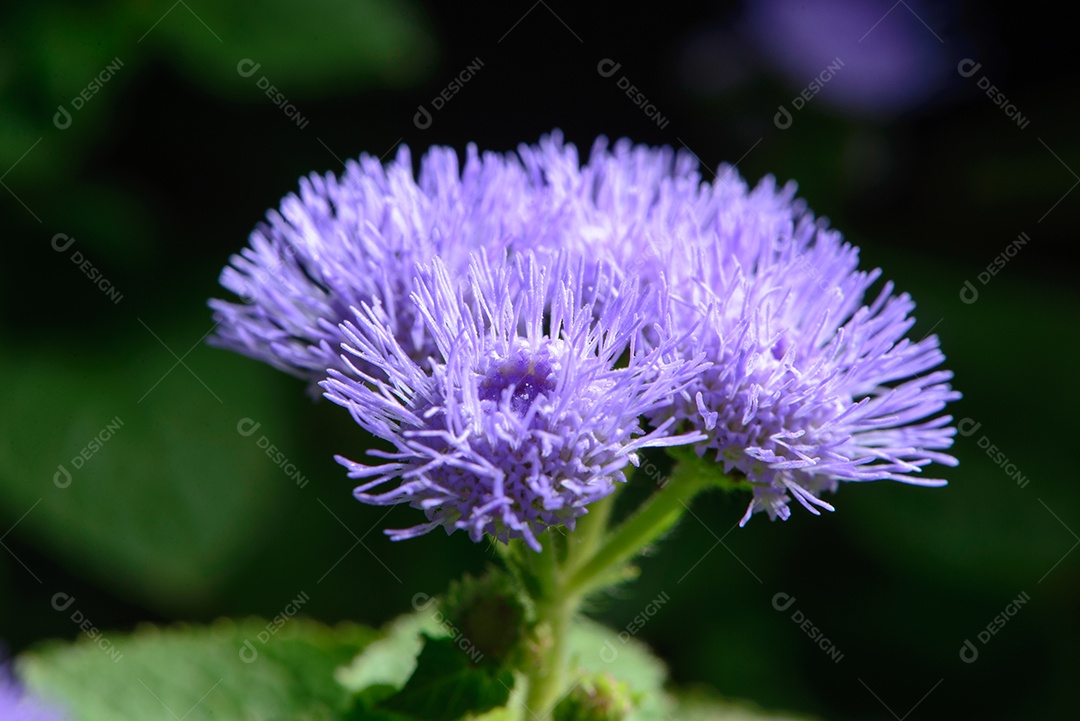 Pequenas flores lilás em um jardim