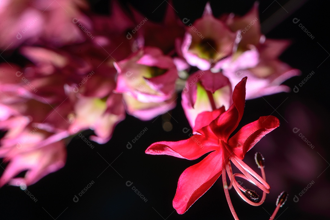 Planta conhecida como lágrima de cristo