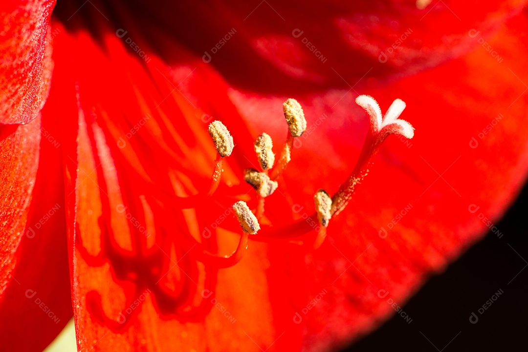 Closeup de parte de flor vermelha amarilis