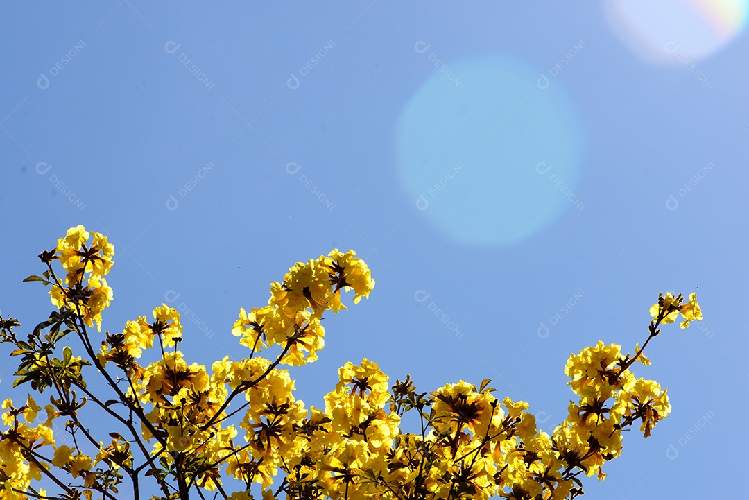 Flores de ipê amarelo com flare e céu azul ao fundo