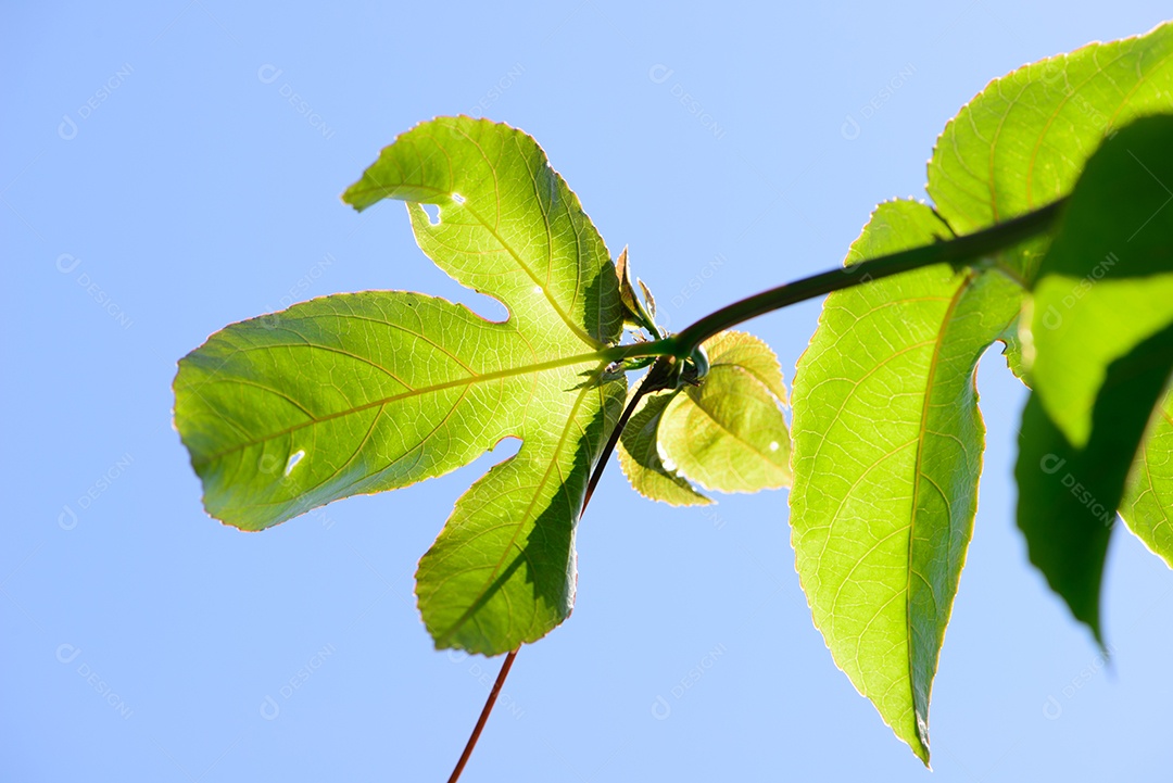 Detalhe da folhagem e ramos da videira