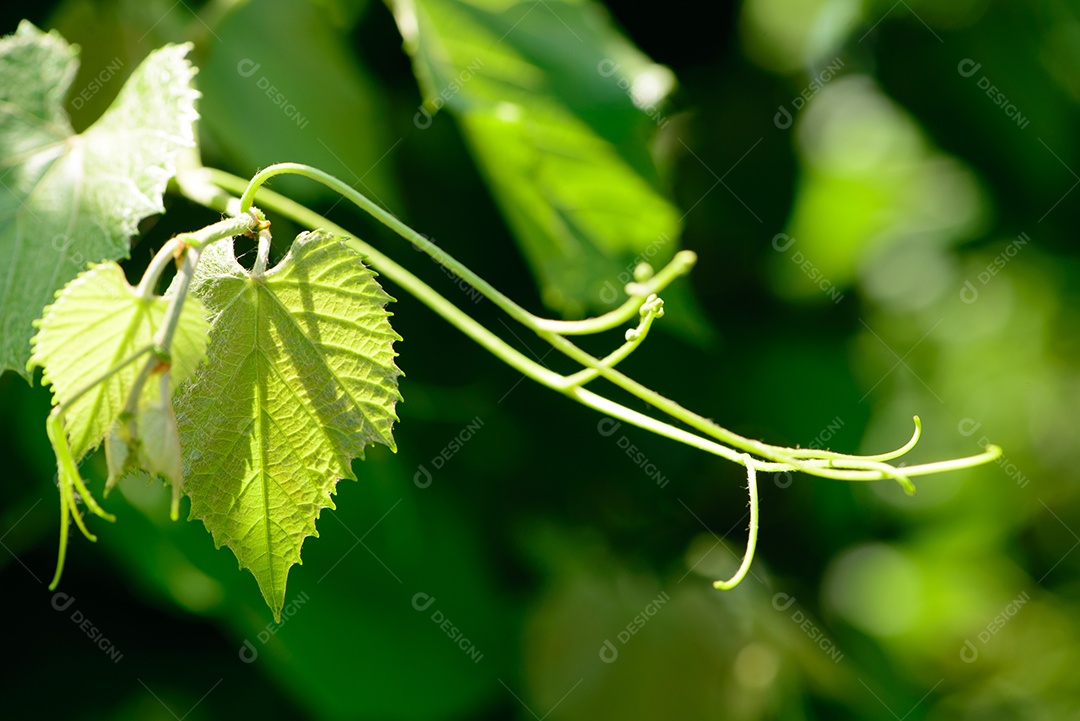 Detalhe da folhagem e ramos da videira
