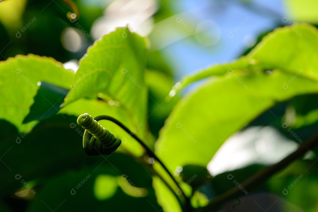 Detalhe da folhagem e ramos da videira