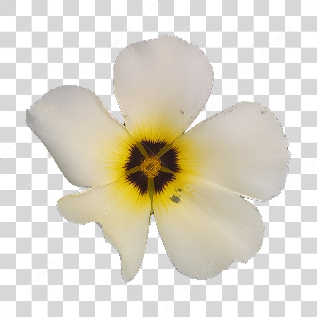 Flor Branca PNG Transparente