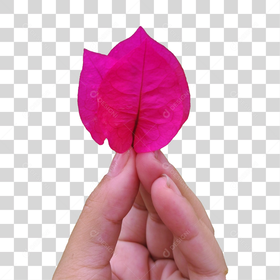 Mão segurando pétalas rosa PNG Transparente