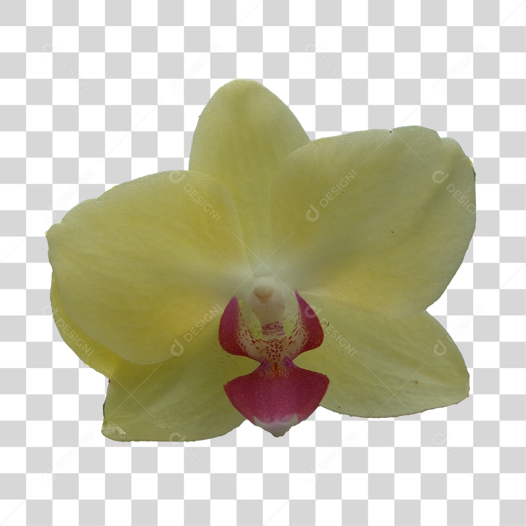 Orquídea amarela PNG Transparente