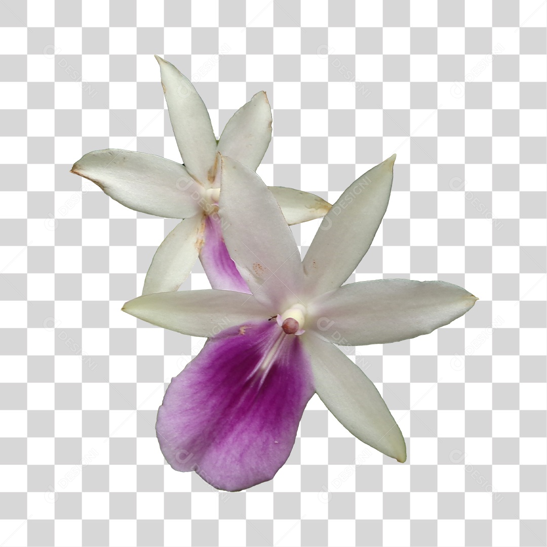 Orquídea branca e rosa PNG Transparente