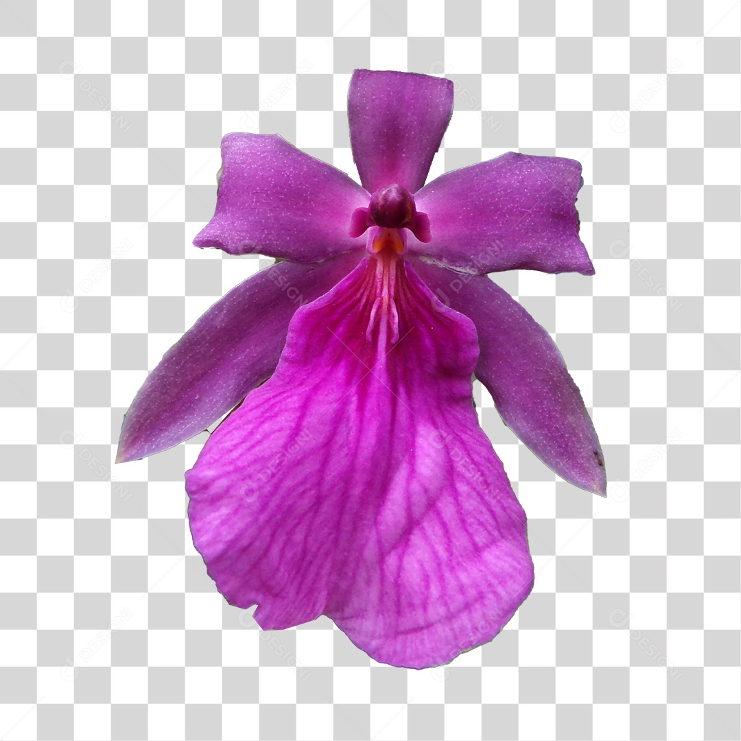 Orquídea rosa PNG Transparente