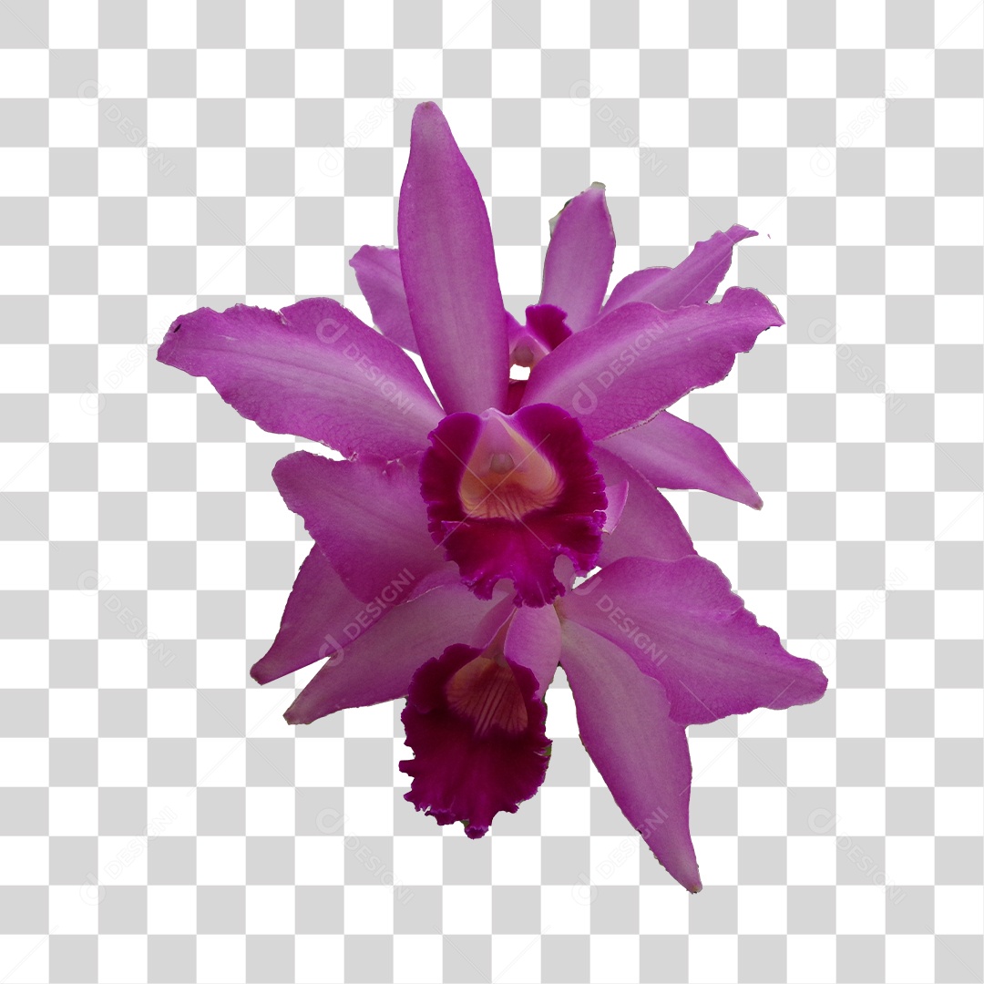 Tipo de orquídea tosa PNG Transparente