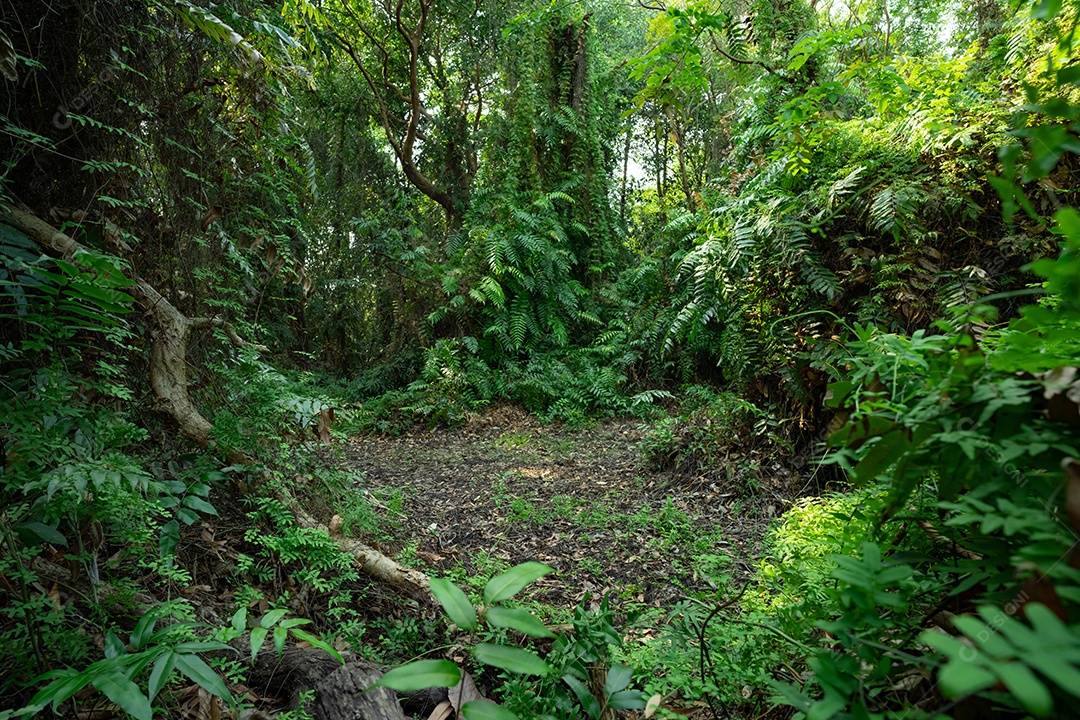 Paisagem de árvores verdes em floresta tropical no verão fundo da natureza