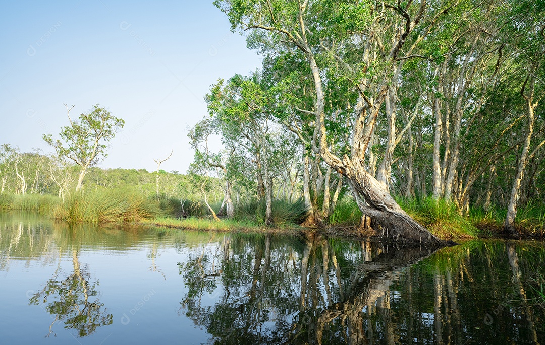 Árvores de samet ou cajepute brancas em florestas pantanosas com reflexos na água