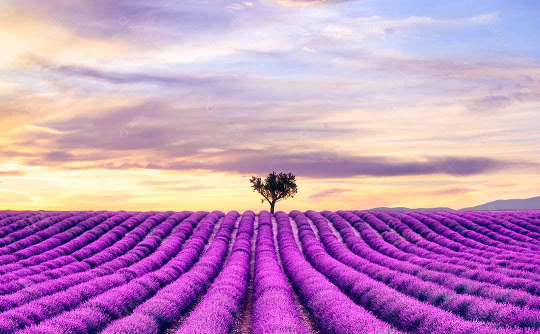 Paisagem de uma árvore no horizonte de um campo de lavanda ao pôr do sol - Valensole