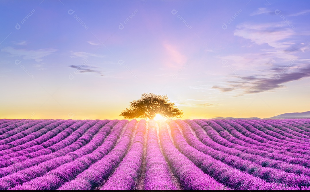 Paisagem de uma árvore no horizonte de um campo de lavanda ao pôr do sol - Valensole