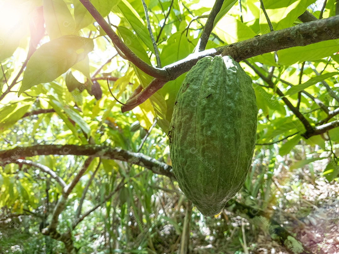 Vista de uma plantação de cacau no sul da Bahia, Brasil.