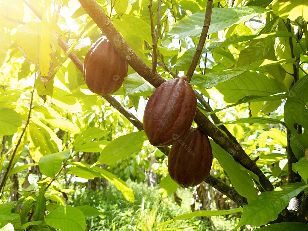 Vista de uma plantação de cacau no sul da Bahia, Brasil.