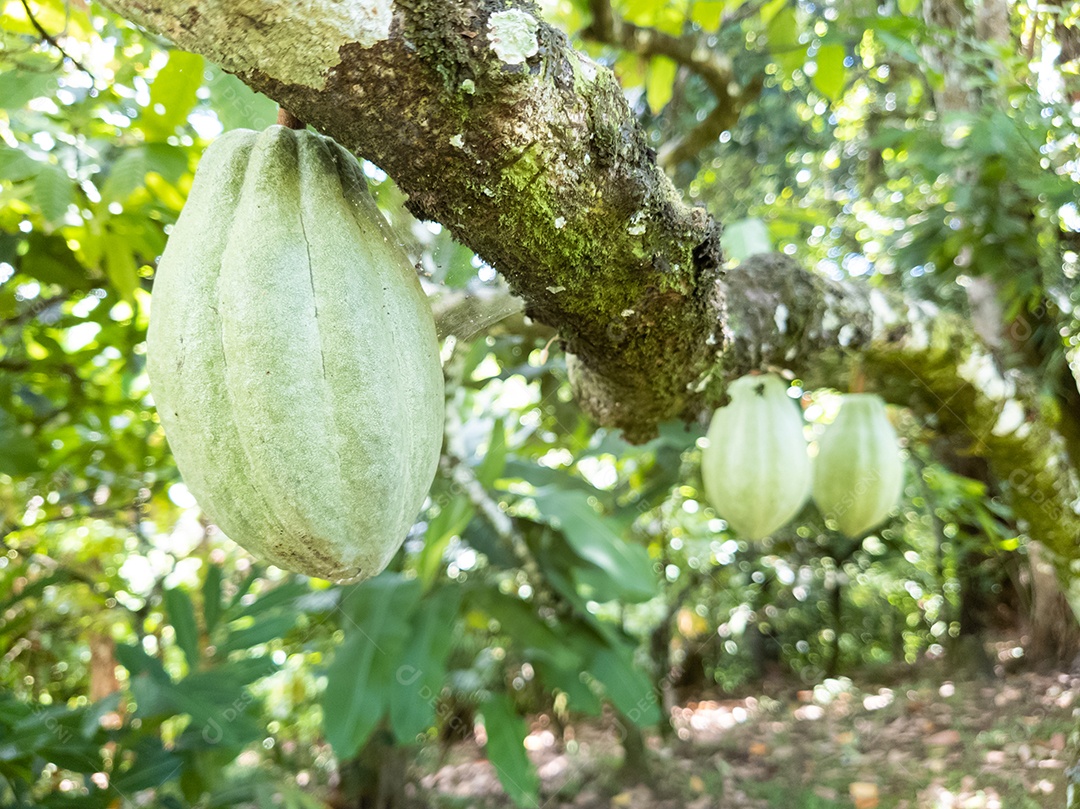 Vista de uma plantação de cacau no sul da Bahia, Brasil.