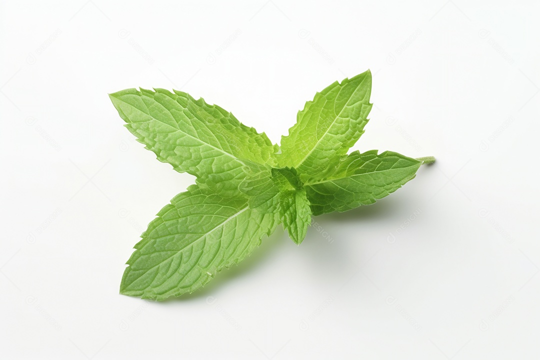 Folha de hortelã sobre fundo isolado