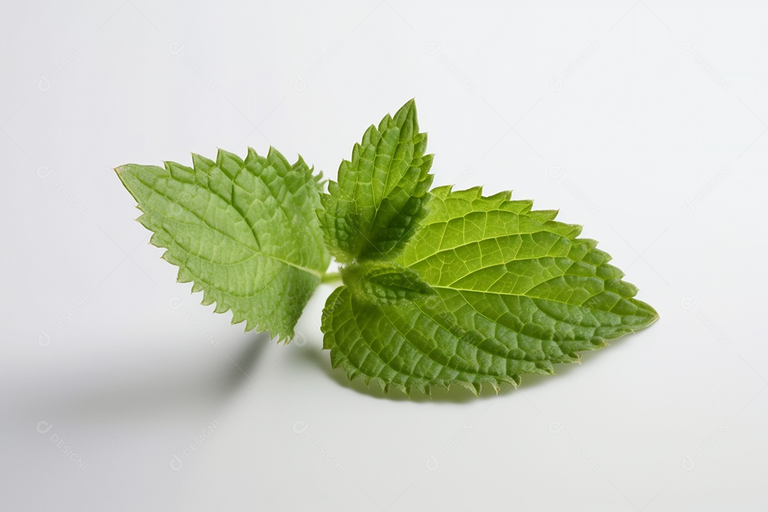 Folha de hortelã sobre fundo isolado